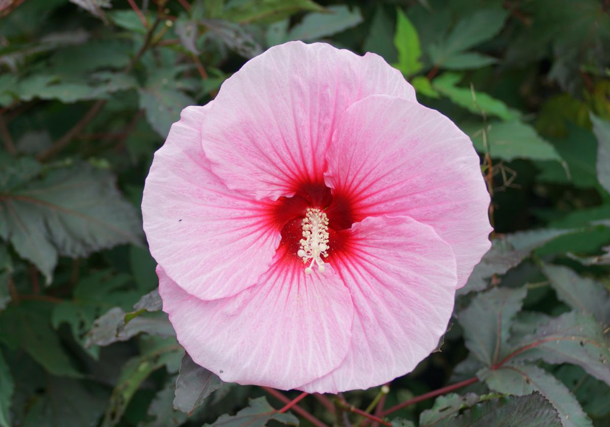 Pink blooming hibiscus flower.