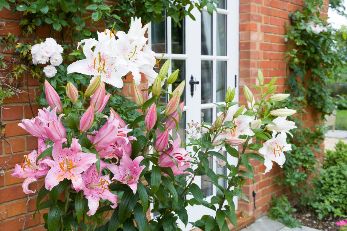 Pink and white blooming flowers of Oriental Lily growing near a wall.