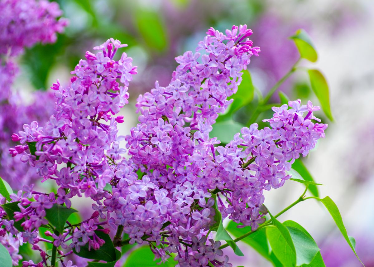 A vibrant pink blooming Butterfly Bush flowers