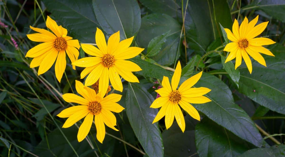 Yellow blooming flowers of Thin-leaved Sunflower