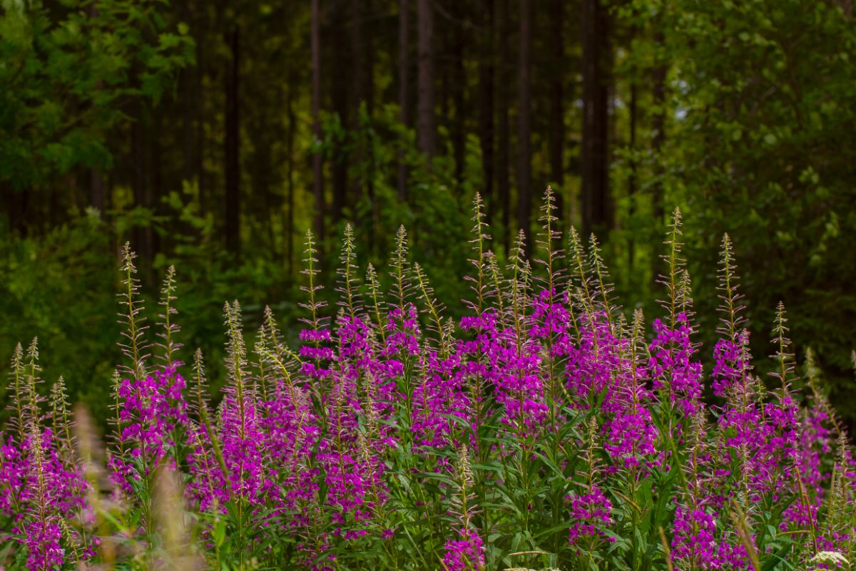 Vibrant purple blooming willow herbs.