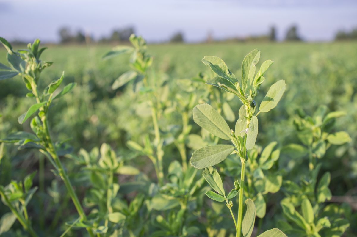 Field of alfalfa plants.