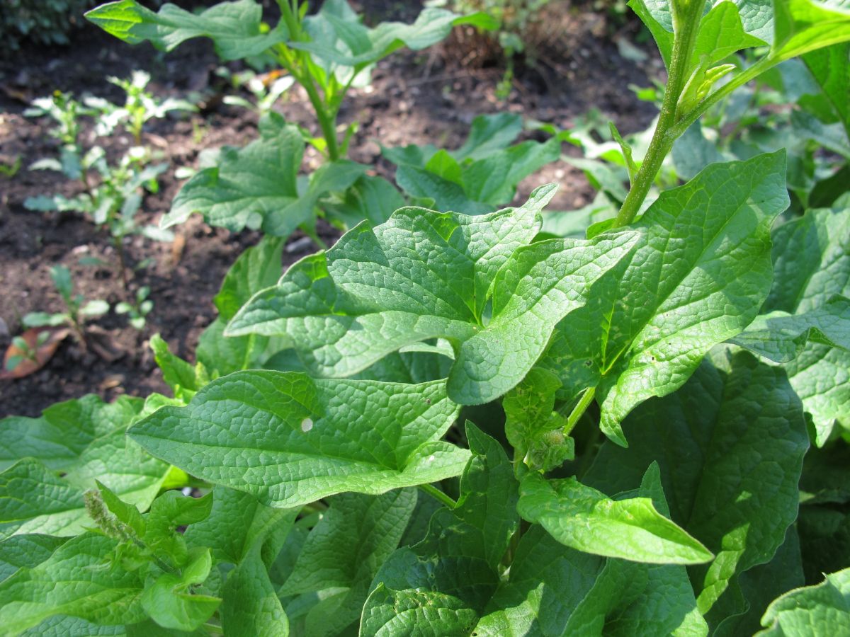 Close-up of good henry plants growing in a garden.