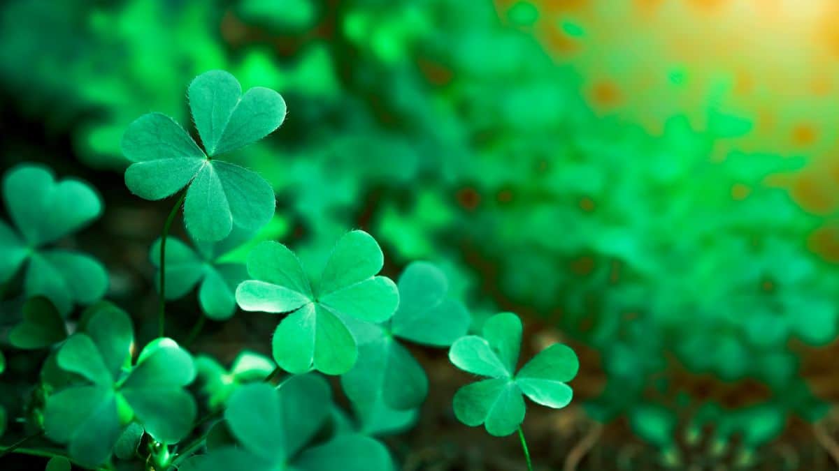 Bunch of beautiful clovers in the sunset.