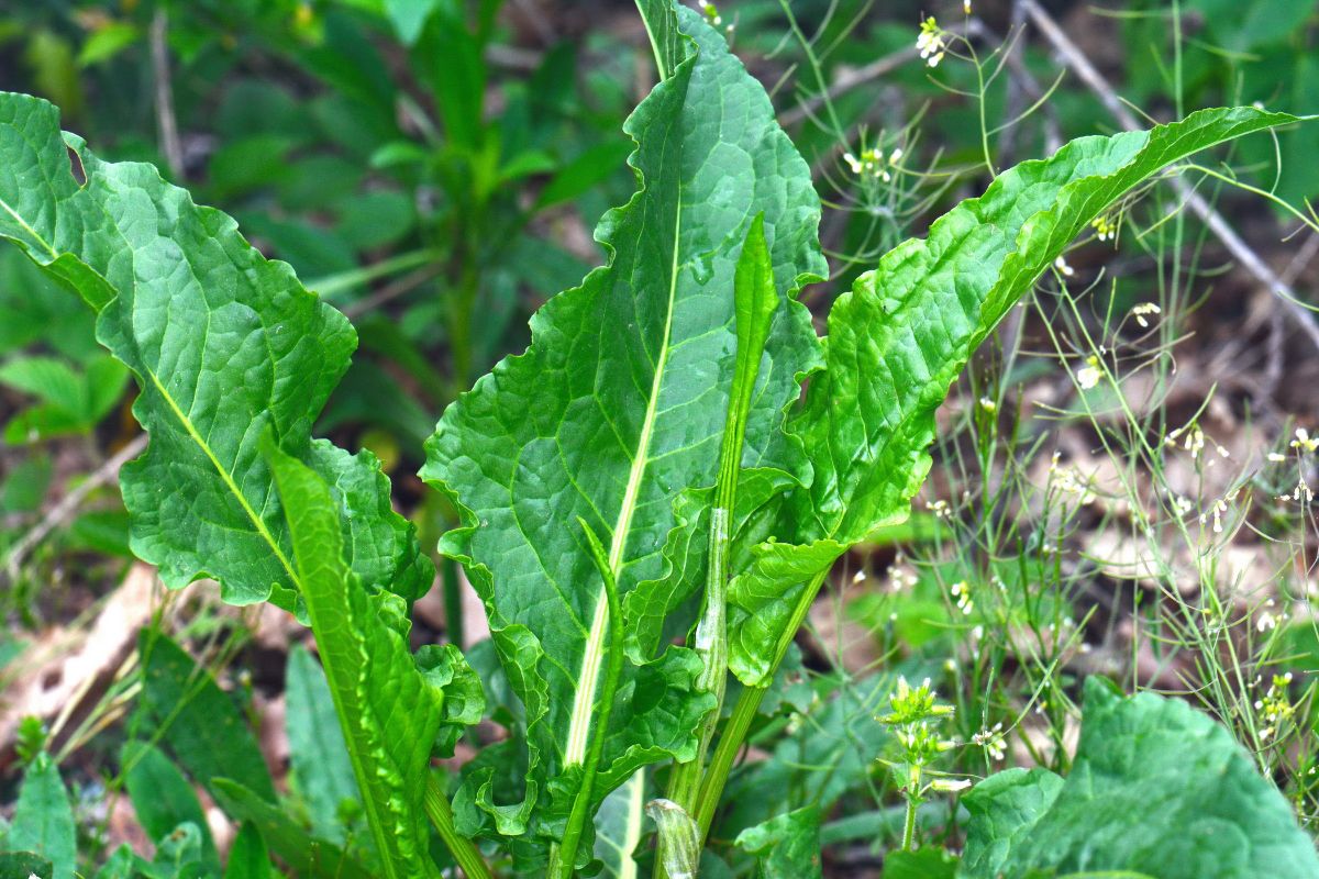 Close-up of herb patiencel eaves.