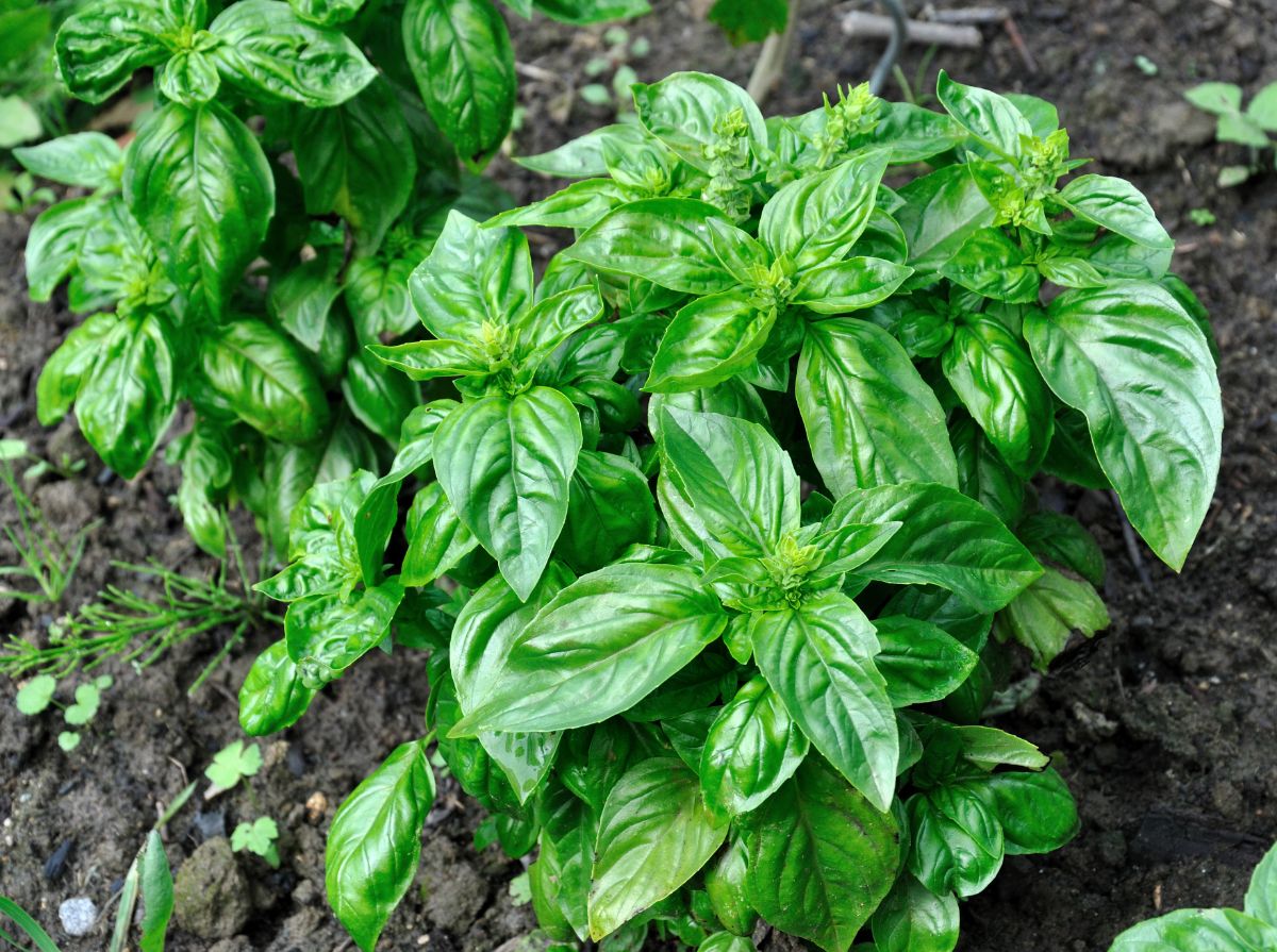 Basil plants growing in a garden.