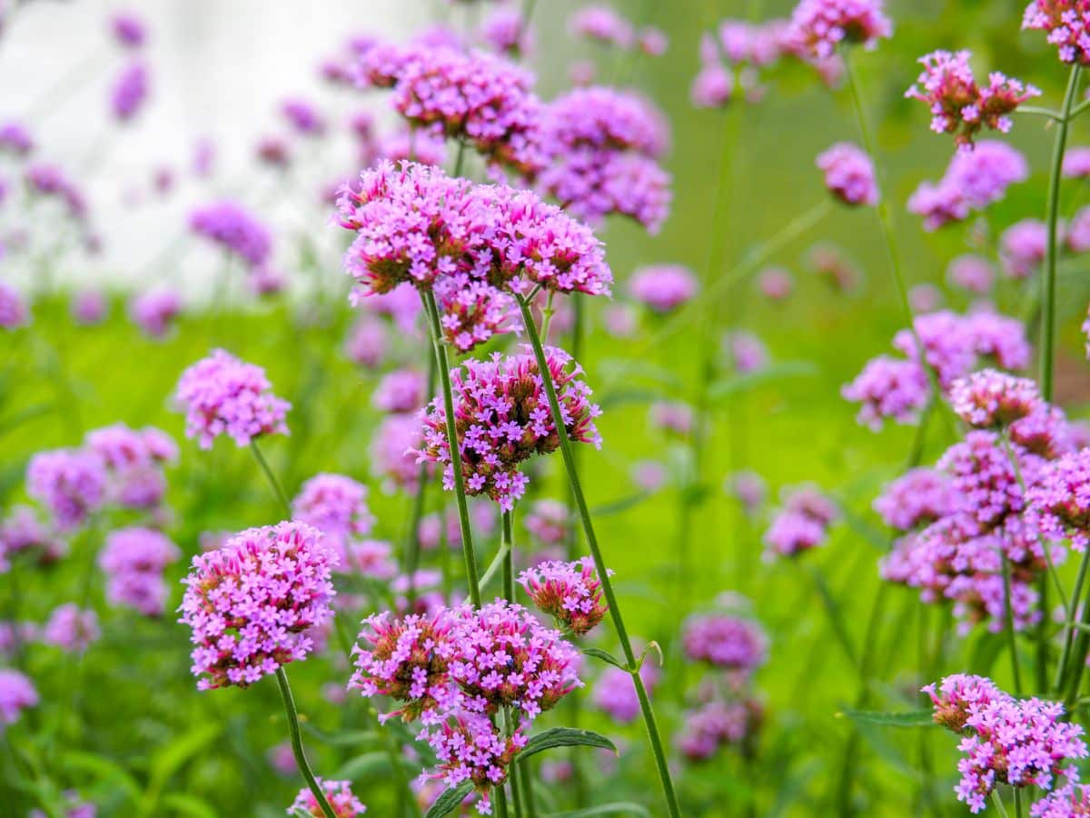 Beautiful pink blooming verbenas on a meadow.