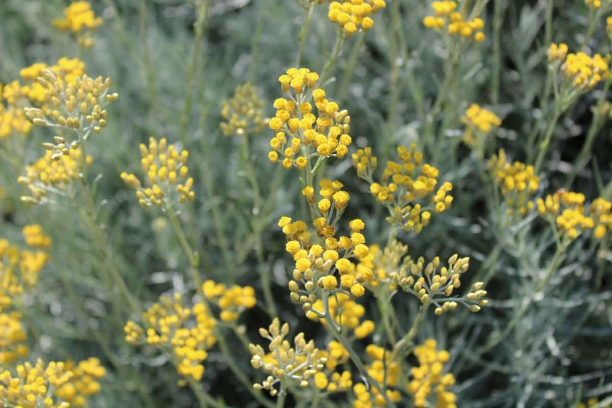 Bunch of yellow blooming curry plants.