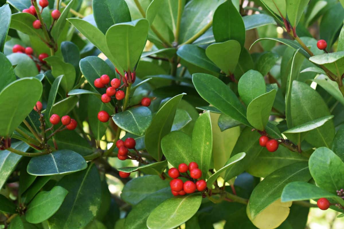Wintergreen plants with red fruits.