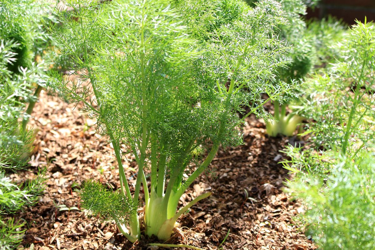 Bunch of fennels growing in a garden.