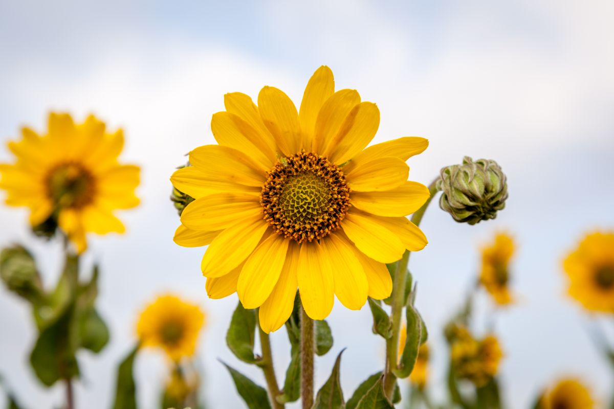 A yellow blooming flower of Ashy Sunflower