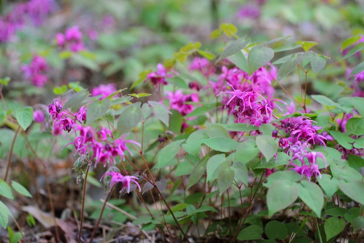 A close-up of vibrant pink blooming flowers of Barrenwort.