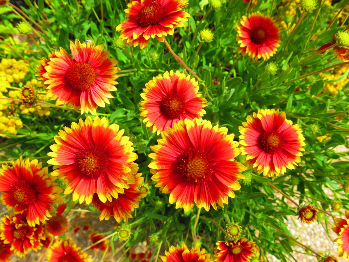 A beautiful vibrant flowering blanket flower on a sunny day.