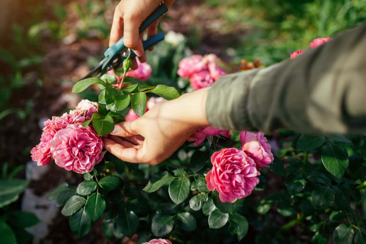 A gardener with gardening sheers deadheading a pink rose.