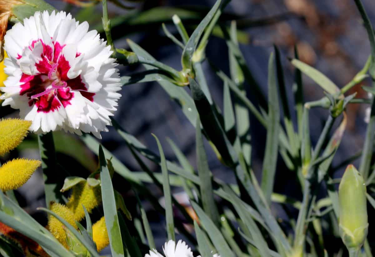 White with a red center-blooming dianthus flower.