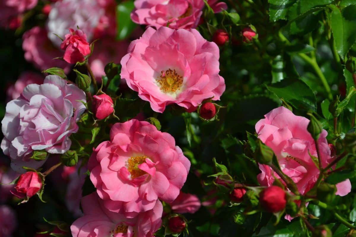 Pink flowering Flower Carpet Roses close-up.