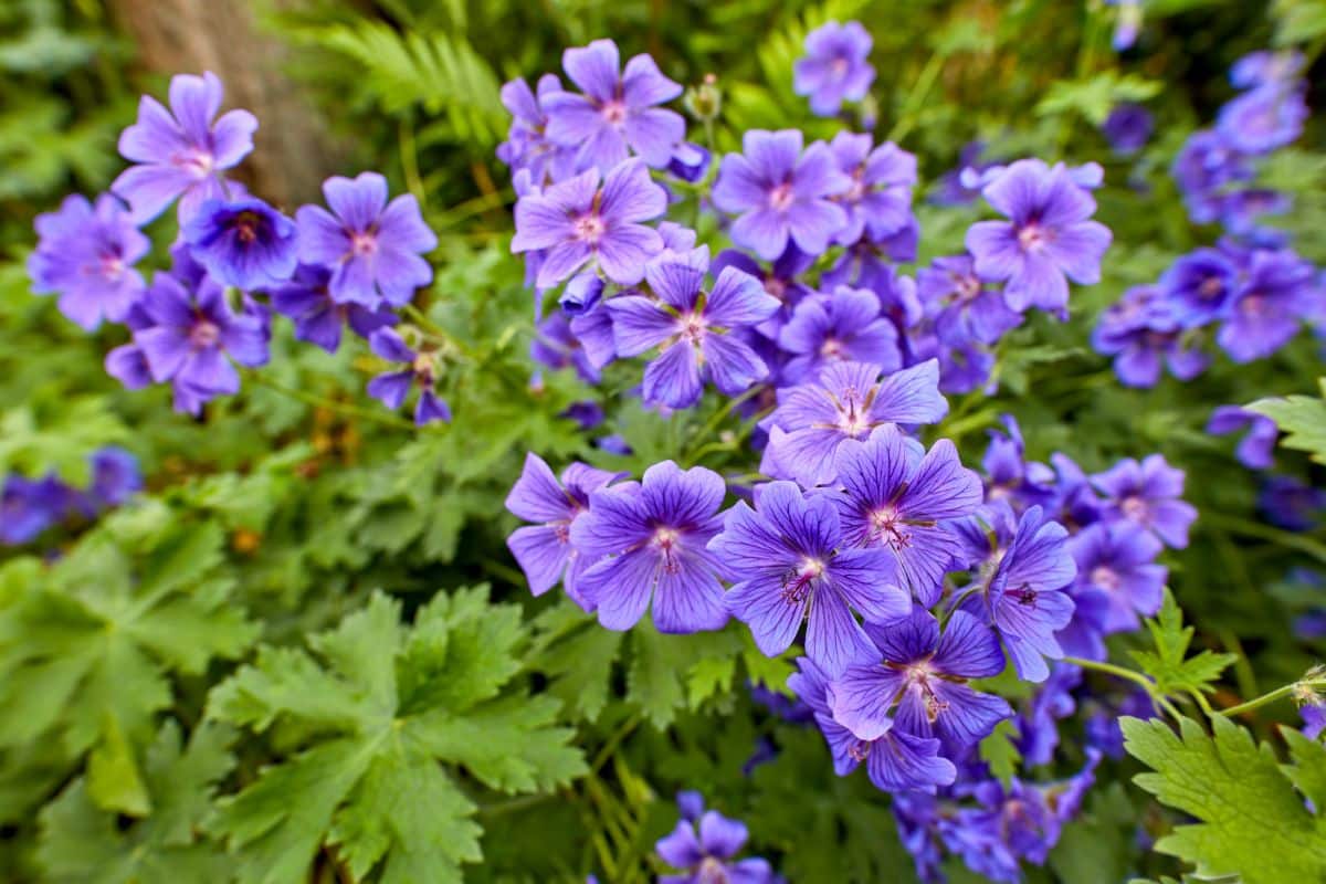 Purple blooming geraniums in a garden.