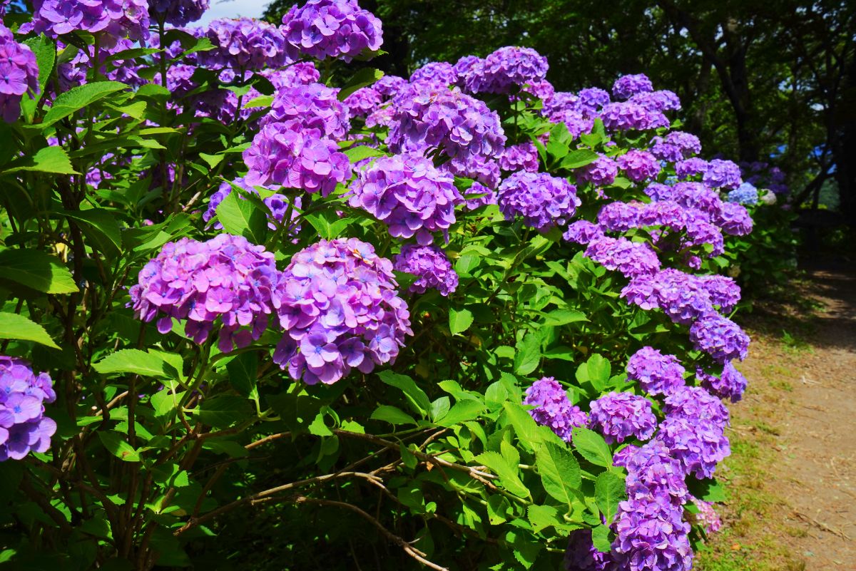 A beautiful pink blooming Hydrangeas on a sunny day.