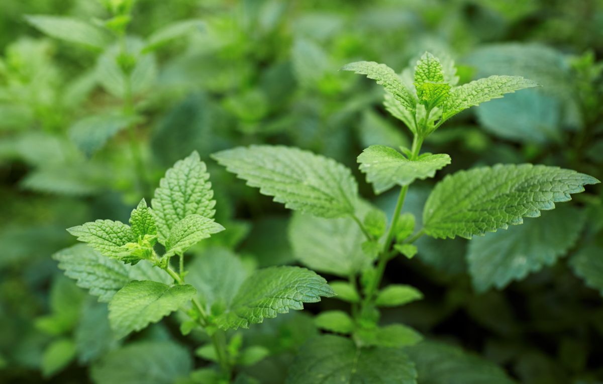 Lemon balm plant leaves close-up.