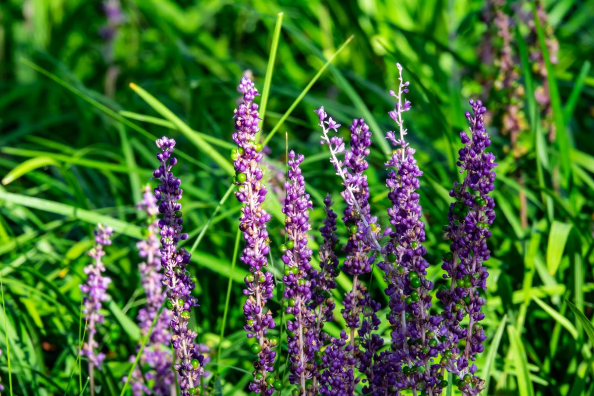 Purple blooming flowers of Liropie ground cover.