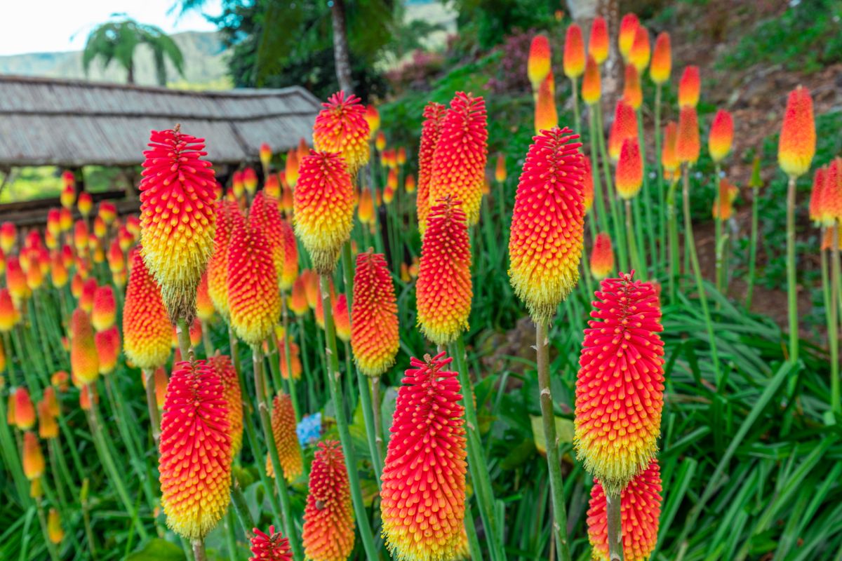 Vibrant red blooming flowers of Red Hot Poker.