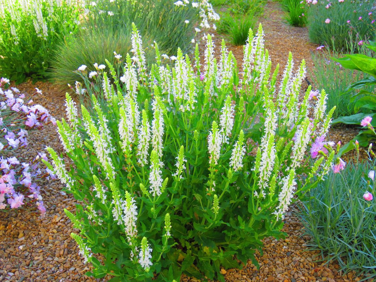 A white blooming Clethra shrub in a garden.