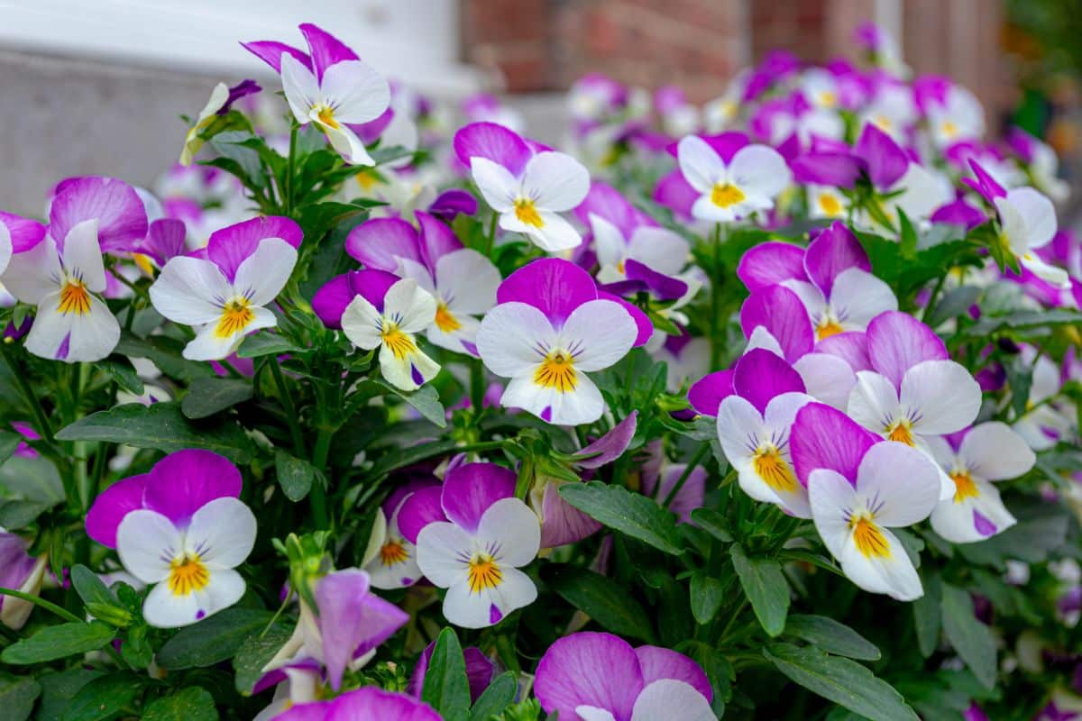 Beautiful blooming violas close-up.