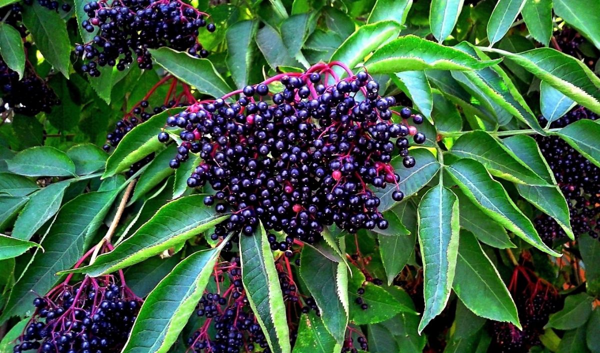 Elderberry plant with ripe fruits.