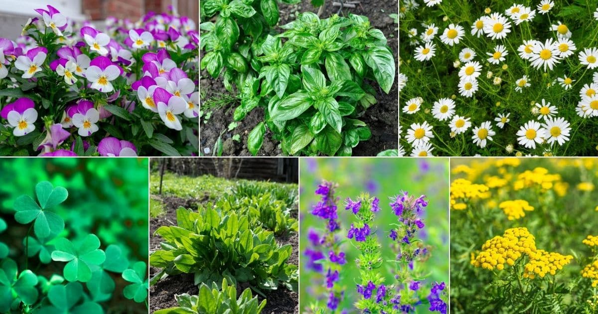 7 images of perennial herbs.