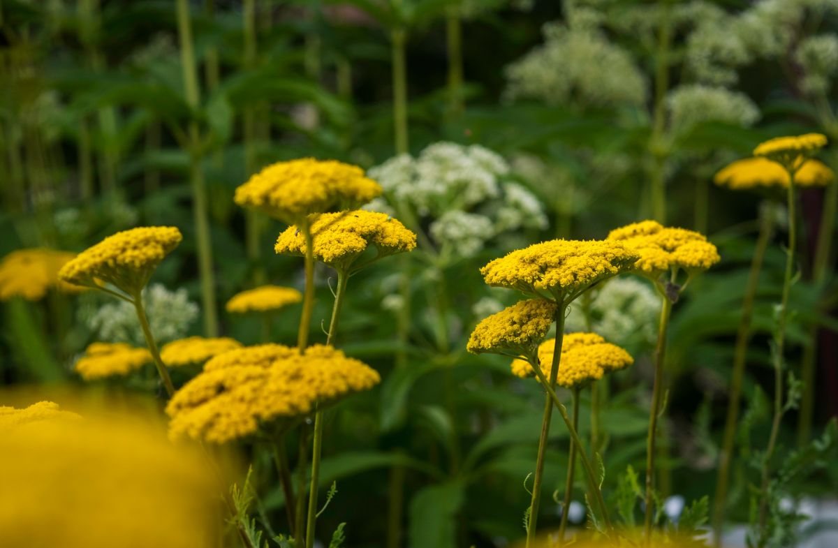 A yellow blooming Yarrow .