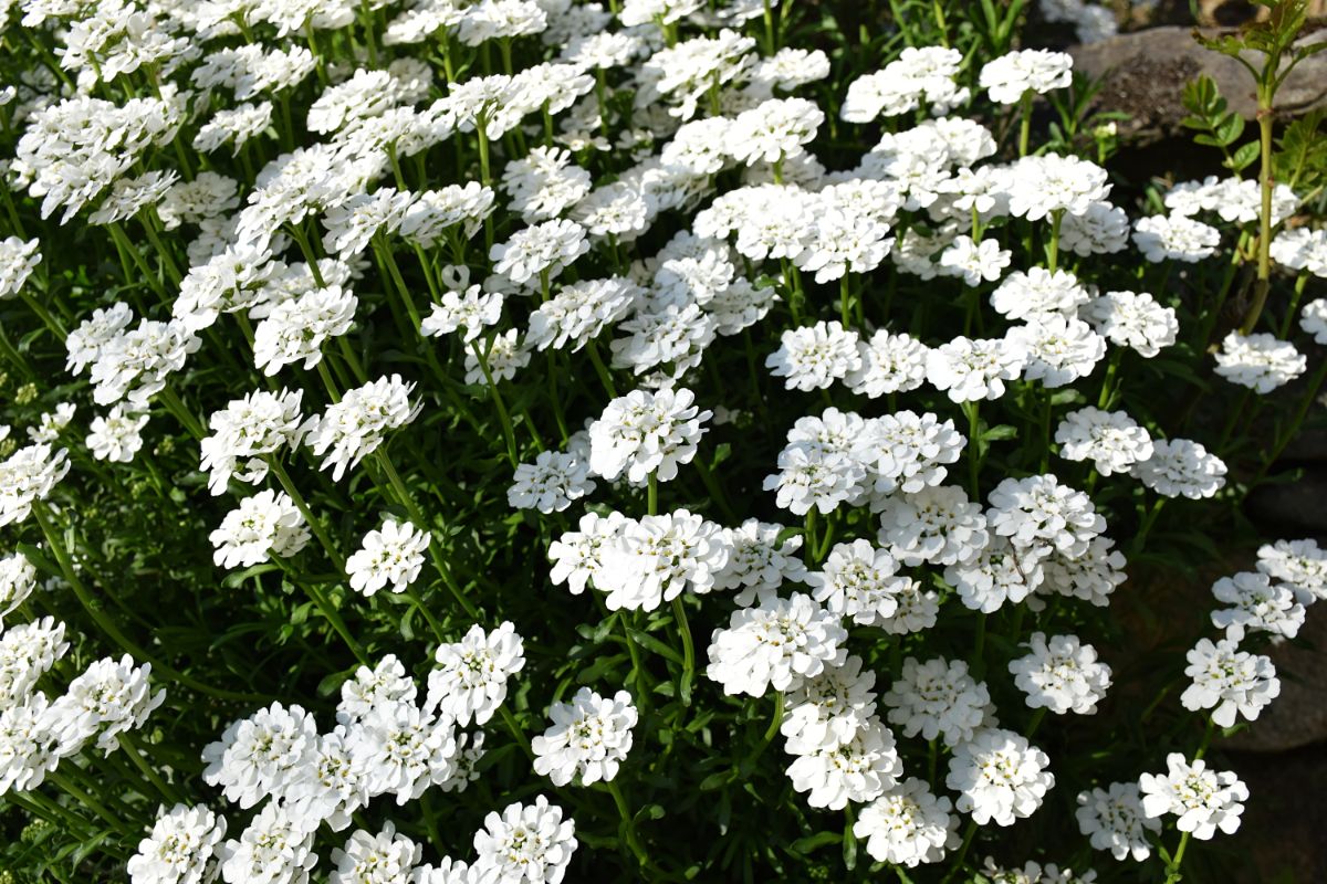 A bunch of white blooming flowers of Candytuft.