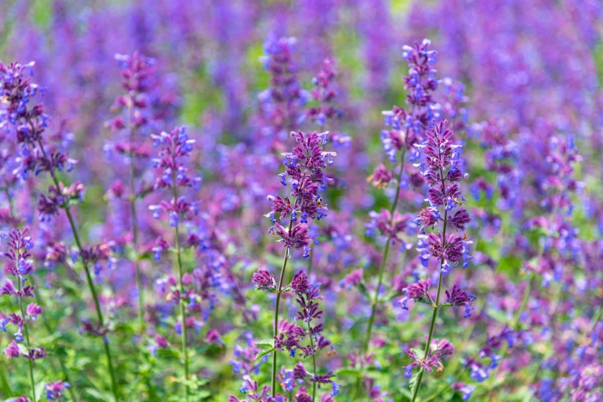 Purple blooming flowers of Catmint on a meadow.