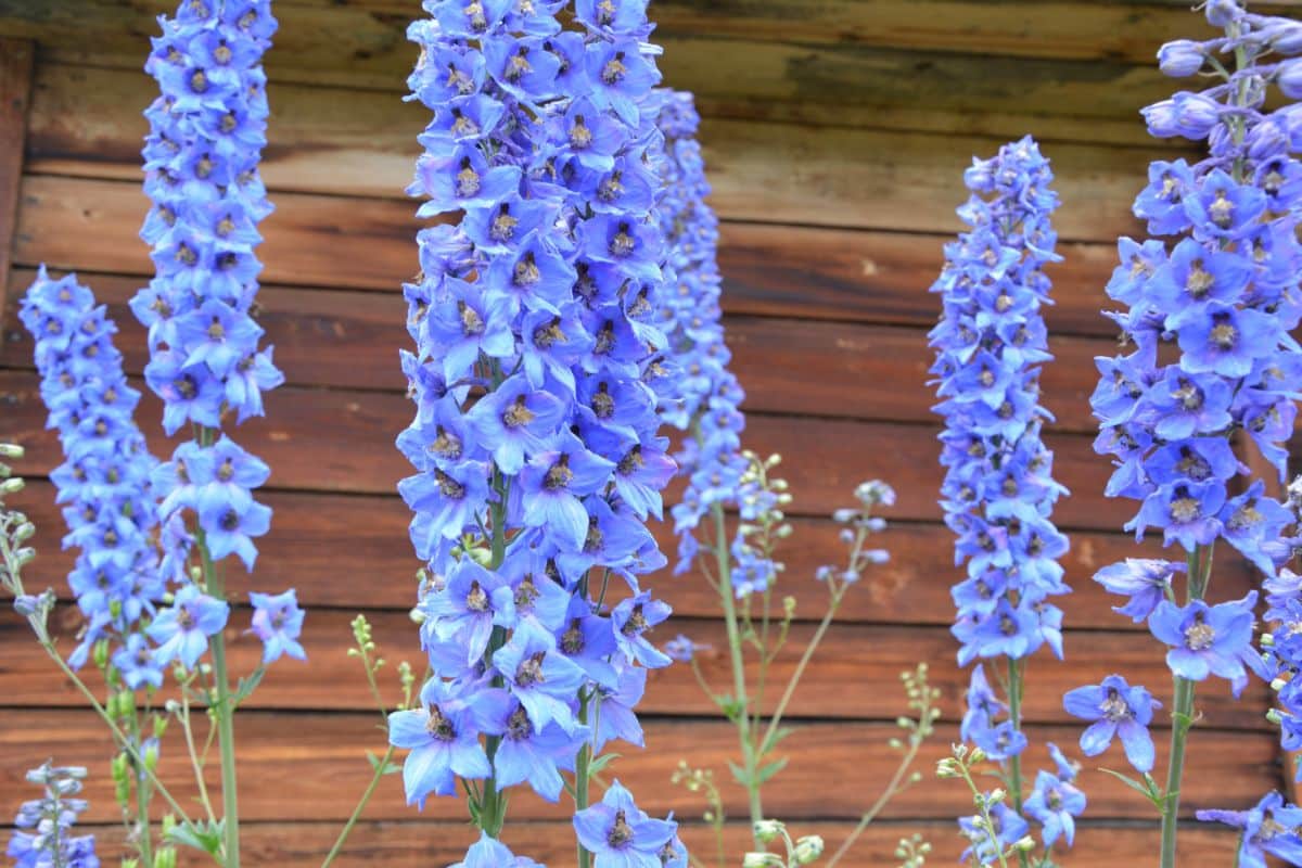 Blue flowering Summer Skies perennial.