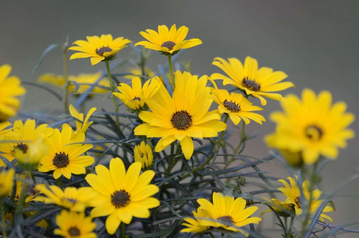 Yellow blooming flowers of Swamp Sunflower