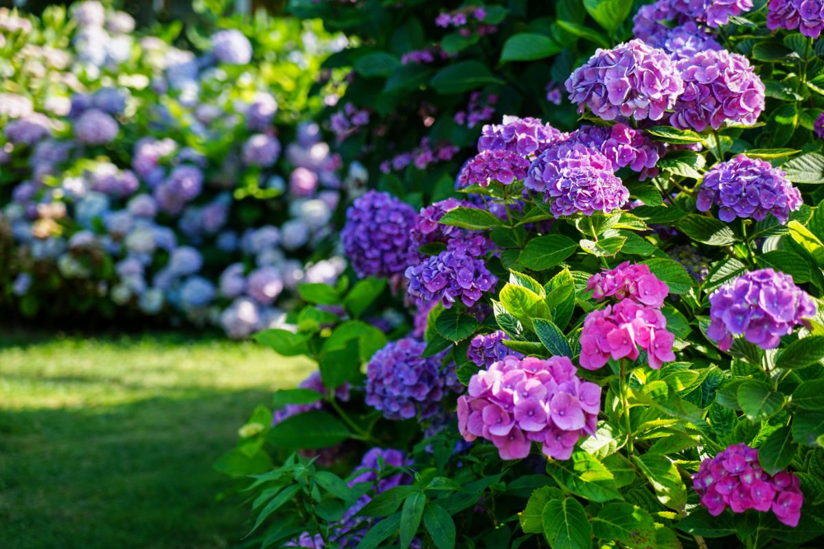 Beautiful vibrant pink-purple flowers of Hydrangeas.