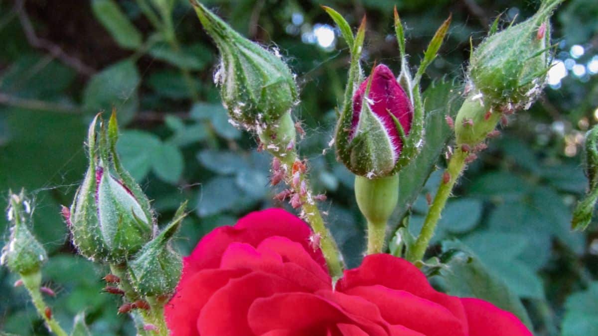 A close-up of aphids on rose buds.