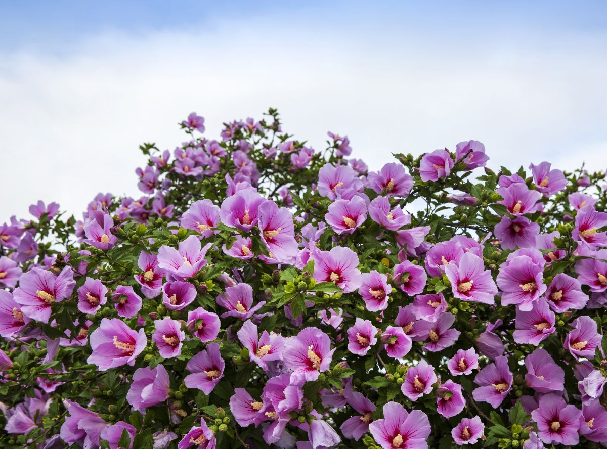 A pink blooming Rose of Sharon shrub.