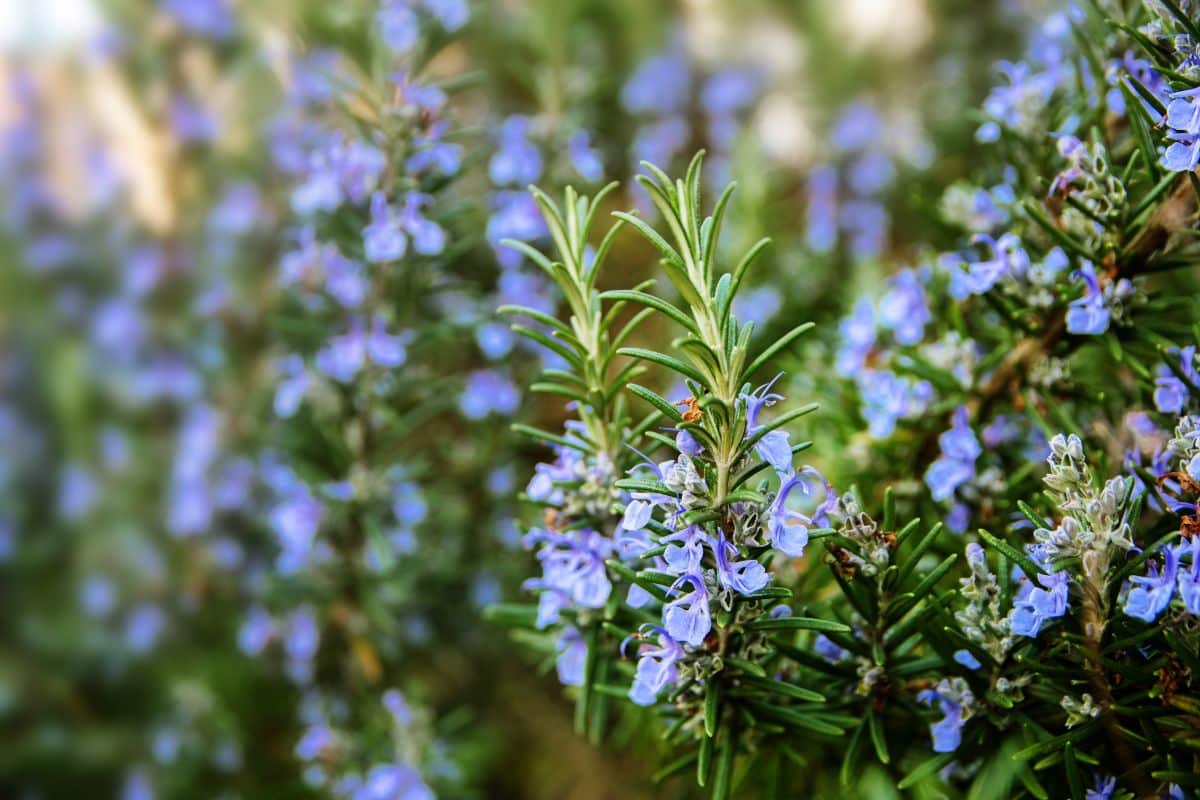 Bunch of blue flowering rosemary plants.