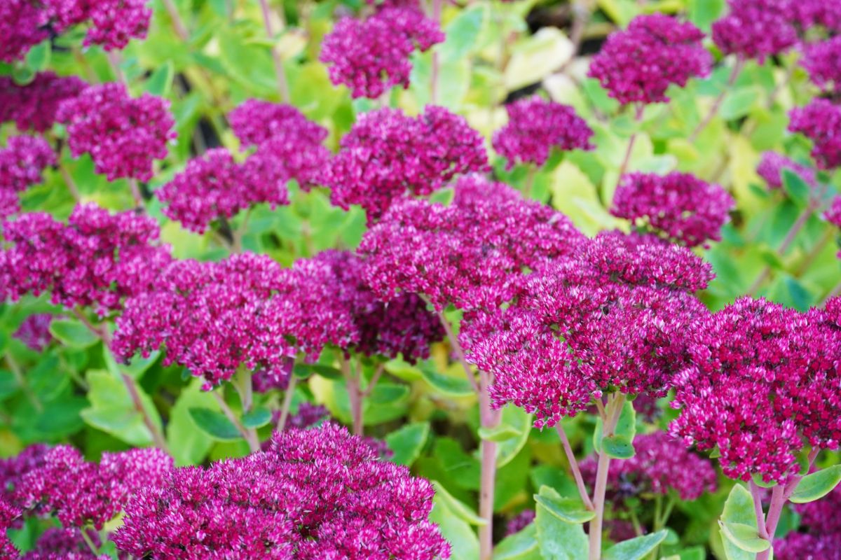 A vibrant purple blooming Sedum flowers.