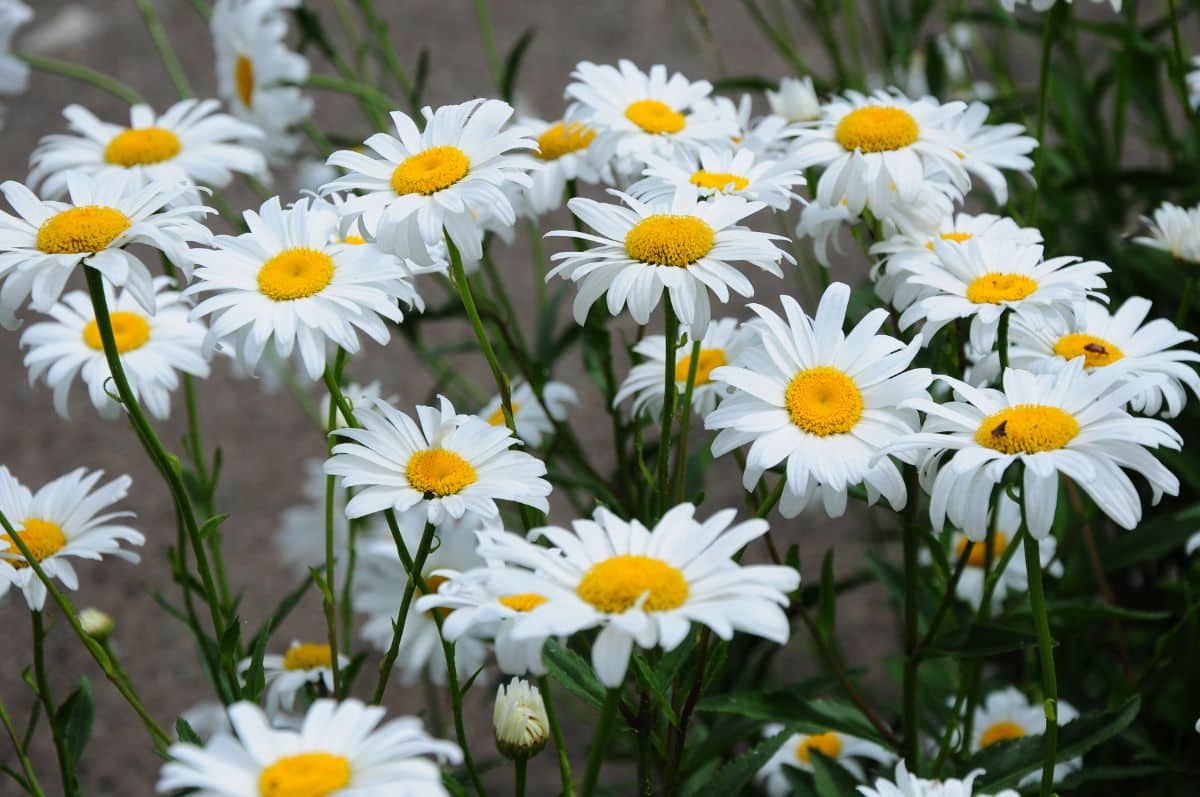 A bunch of white blooming flowers of Shasta daisy.