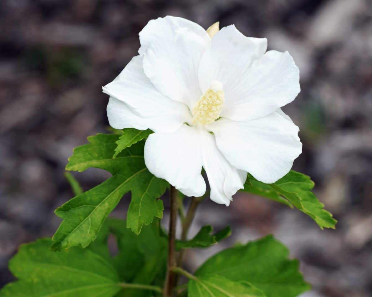 White blooming hibiscus flower.