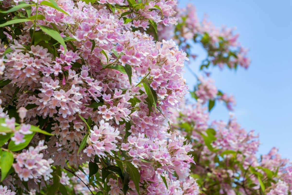 A white-pink blooming Beauty Bush