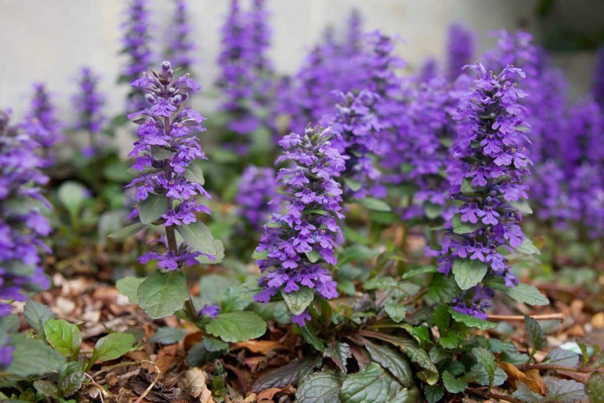 A close-up of purple blooming Buglewwed ground cover.