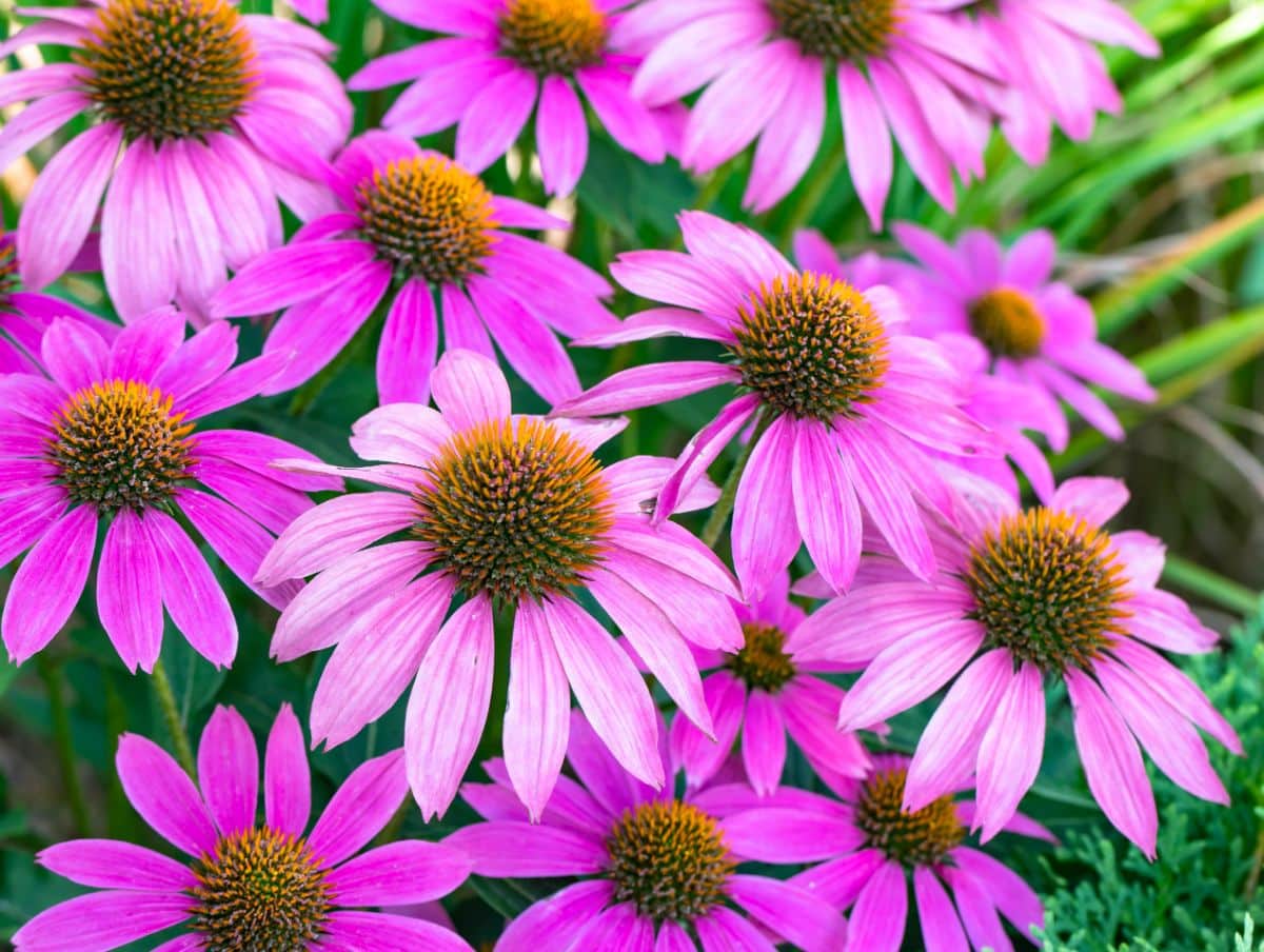 Pink and purple flowering coneflowers.