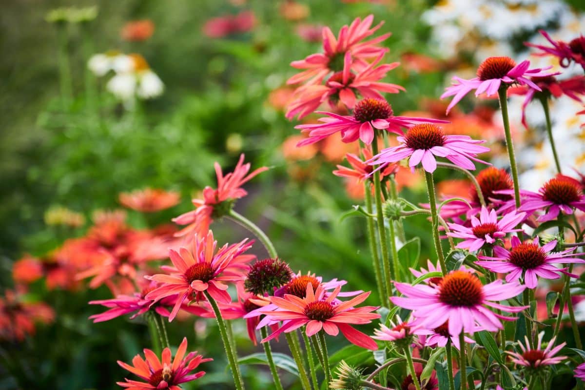Different colors of blooming flowers of coneflowers.