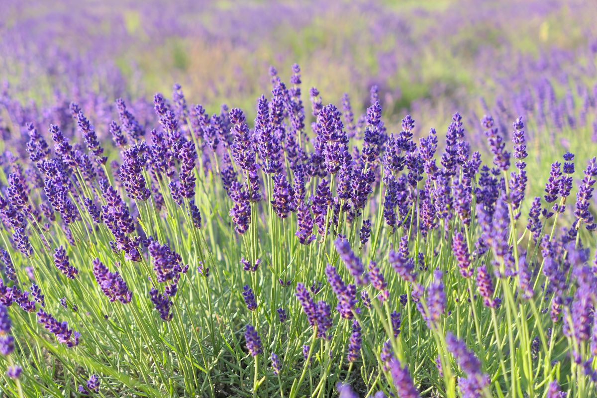 Purple blooming English Lavenders on a meadow.