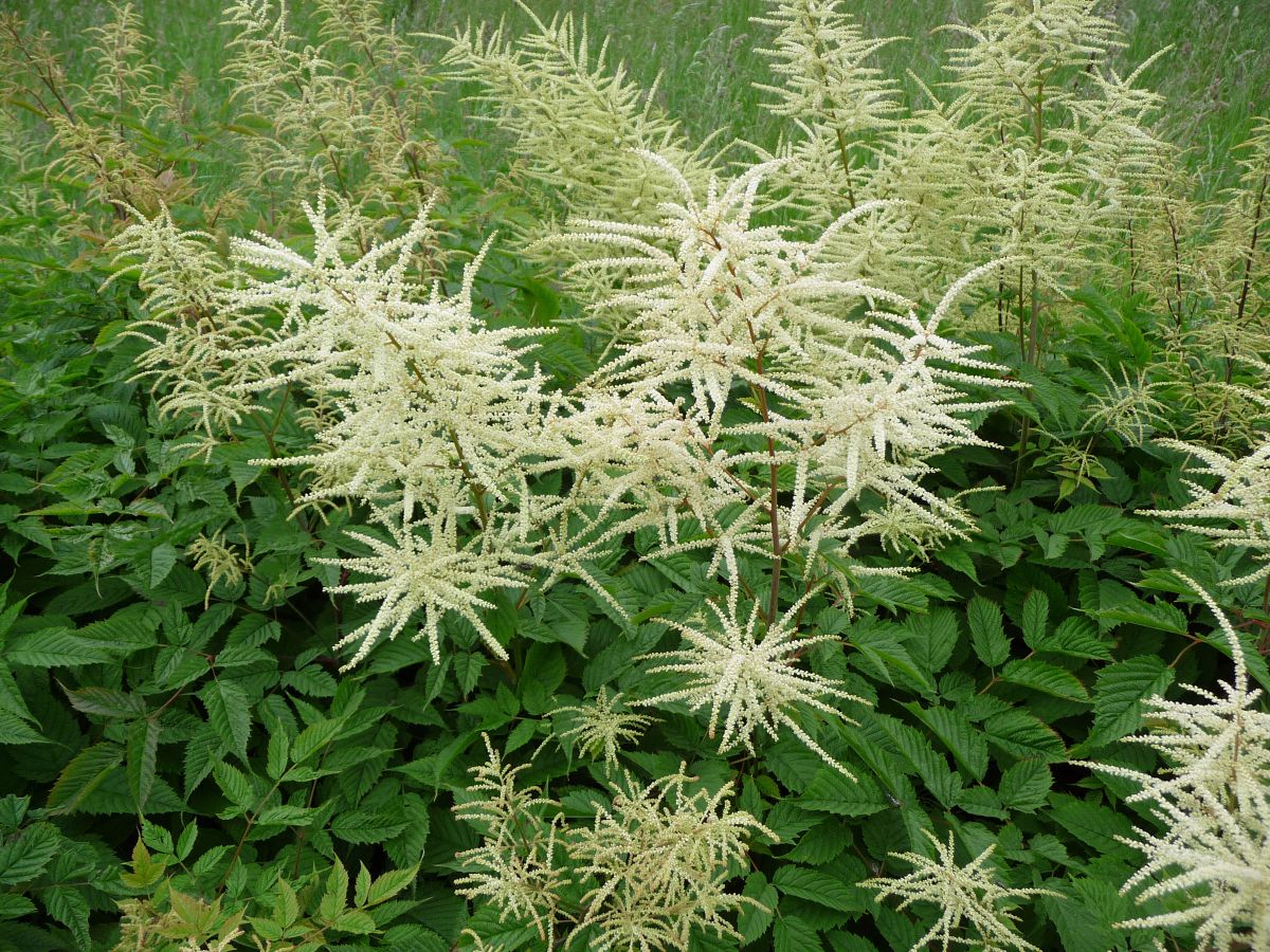 A Goat's Beard blooming shrub.