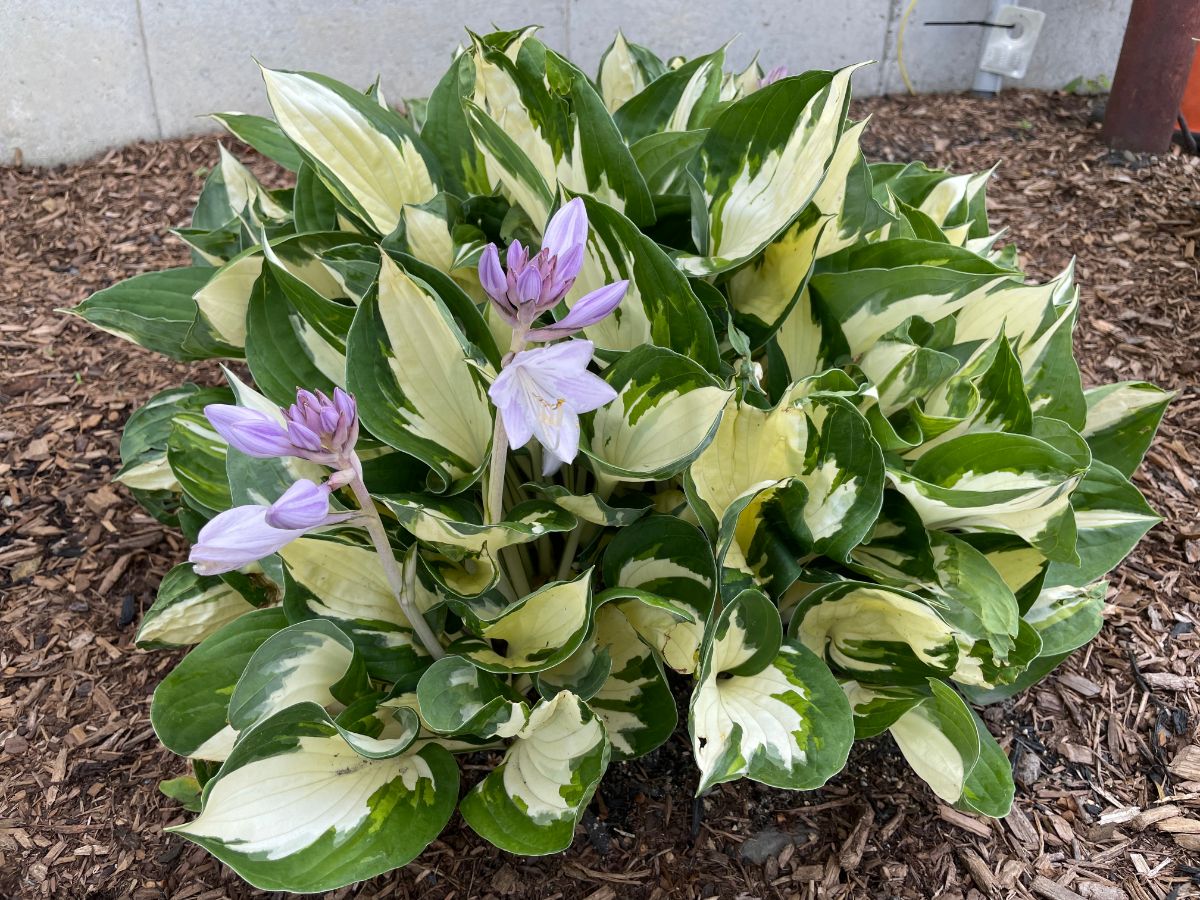 A pink blooming hosta bush.