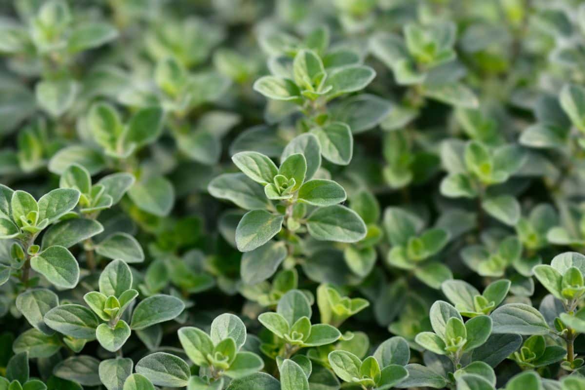 Marjoram plants growing in a garden.