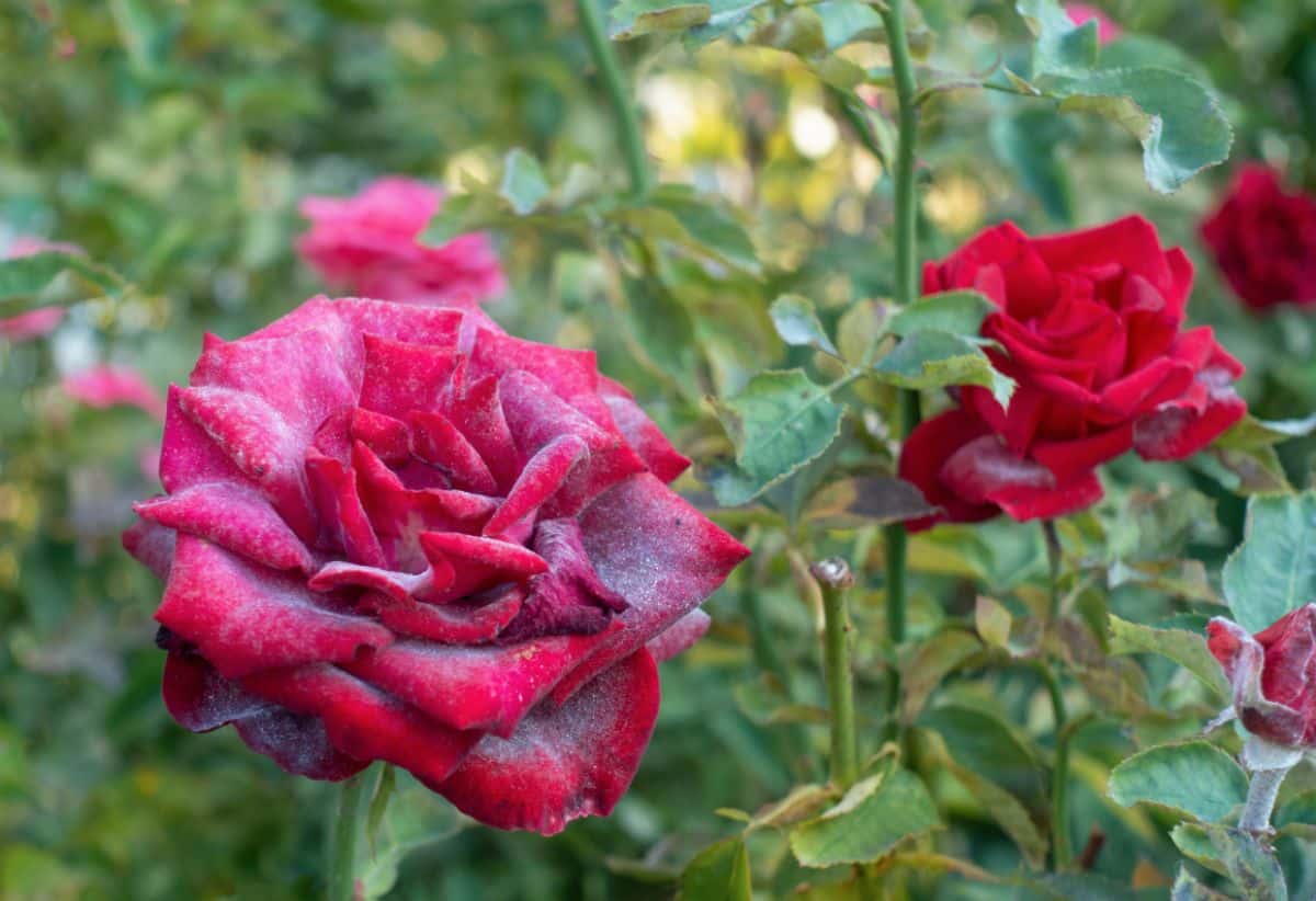 A close-up of red a red rose flower with powdery miltew.